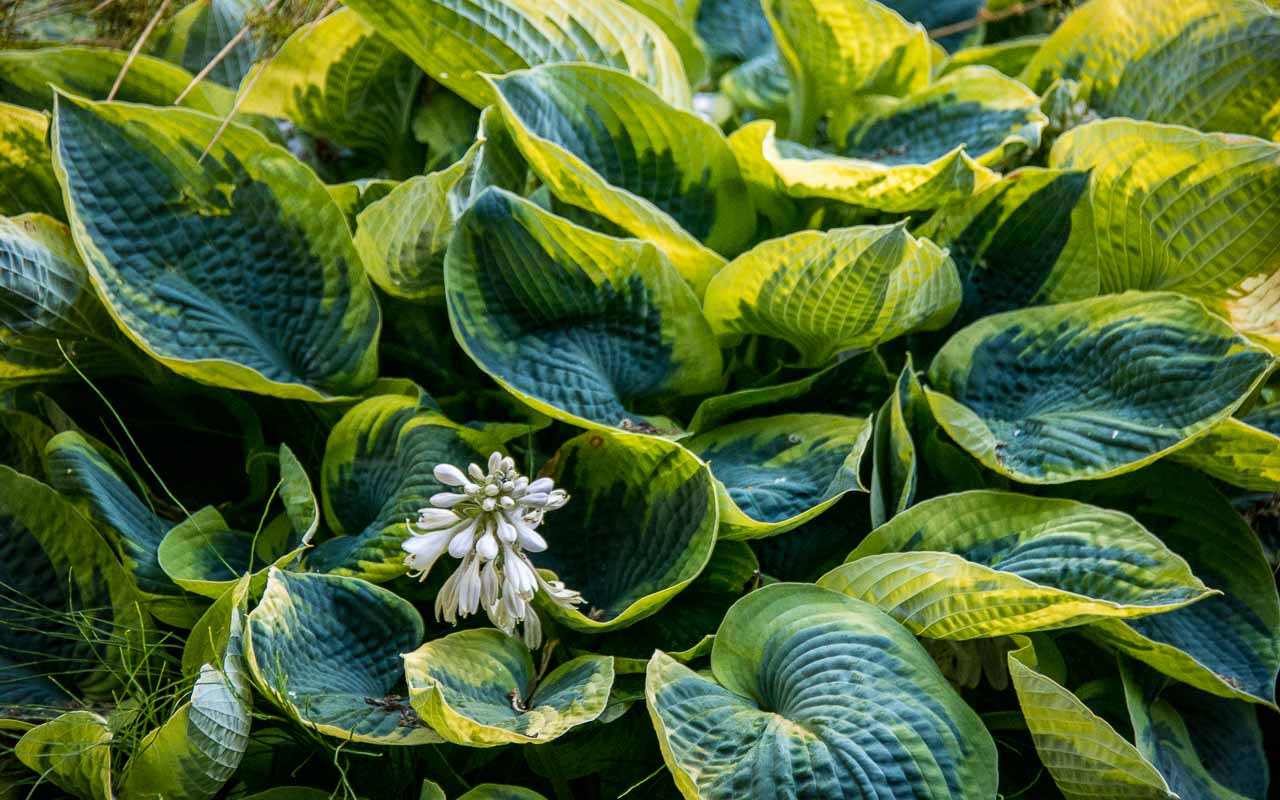Garden Planting Woodinville